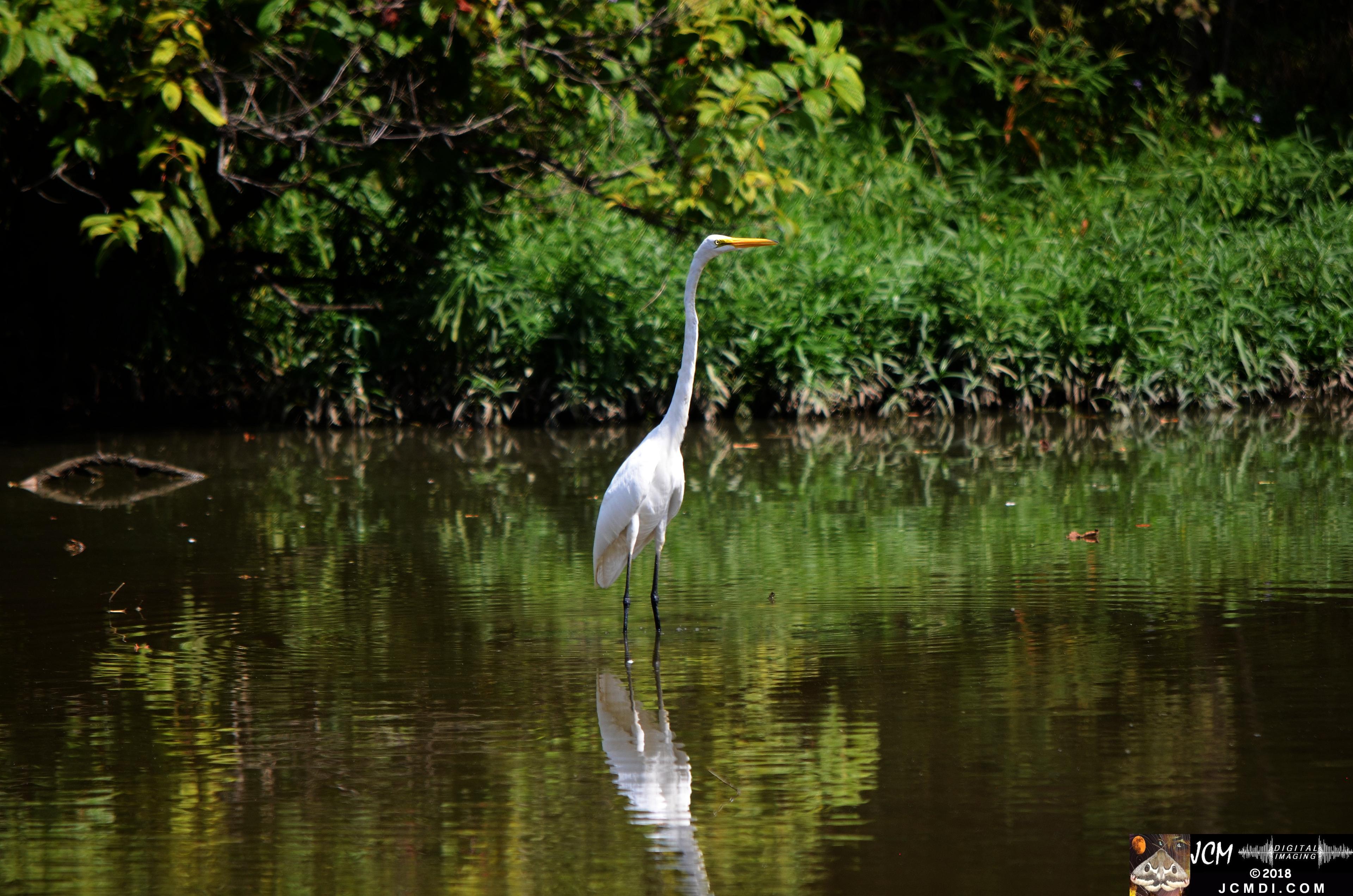 A White Egret at Old Hickory Lake.jpg